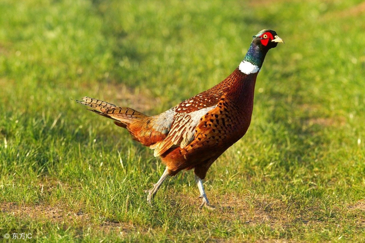 山鸡养殖成本利润及散养新技术,野鸡发展前景好吗