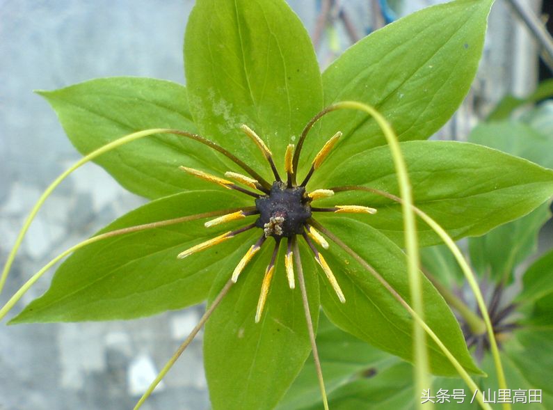 这种植物不但有毒还会杀精子