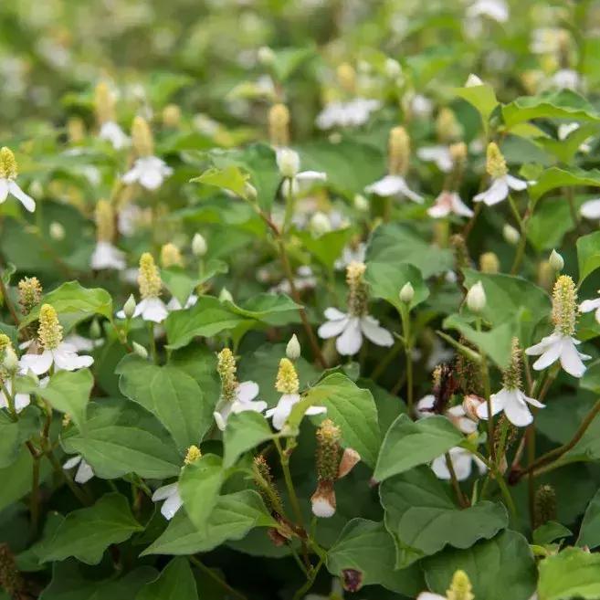 300种园林植物栽培与应用,苗木种植园林绿化