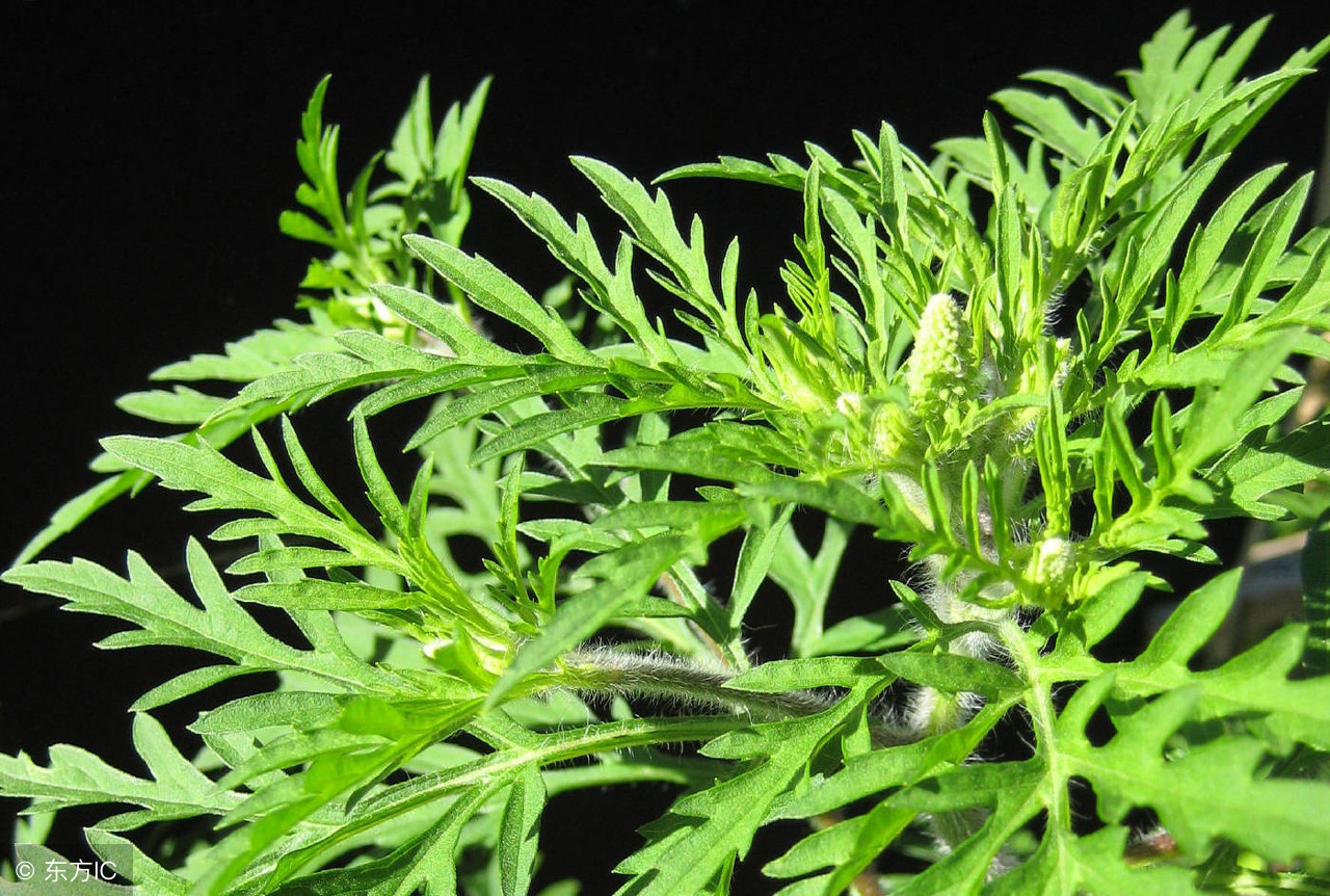 中草药之艾叶,中草药艾叶是什么样