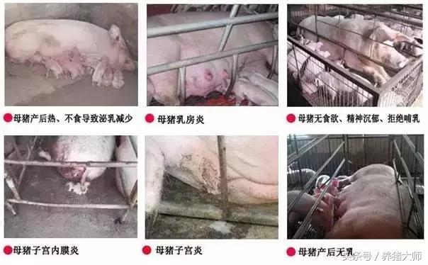 产后母猪不吃小猪拉稀,母猪没奶造成小猪腹泻