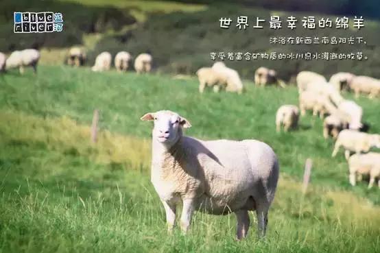 蓝河绵羊奶产地哪里,蓝河绵羊奶哪个国家的