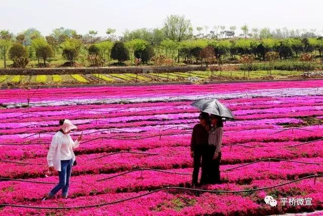 平桥美丽乡村,平桥区漂亮乡村