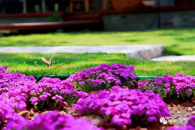 平桥美丽乡村,平桥区漂亮乡村