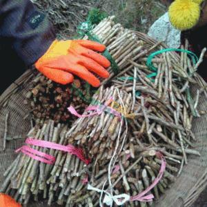 苗木花卉快繁育苗技术合作,最全苗木花卉快速育苗繁殖技术