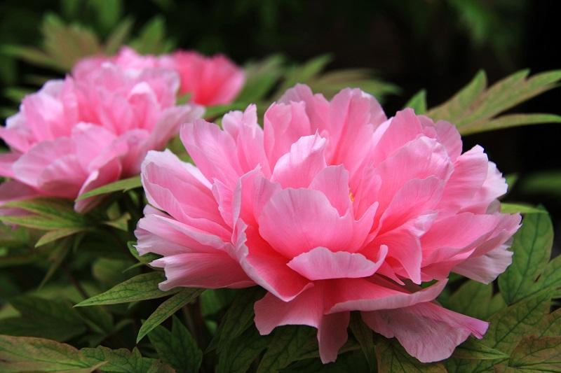 牡丹花的花语和象征的寓意是什么,牡丹花的寓意与花语是什么呢