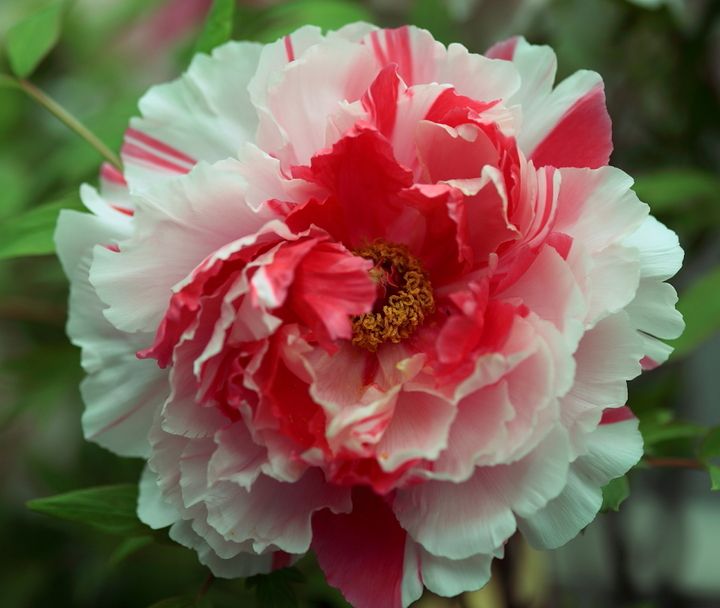 牡丹花的花语和象征的寓意是什么,牡丹花的寓意与花语是什么呢