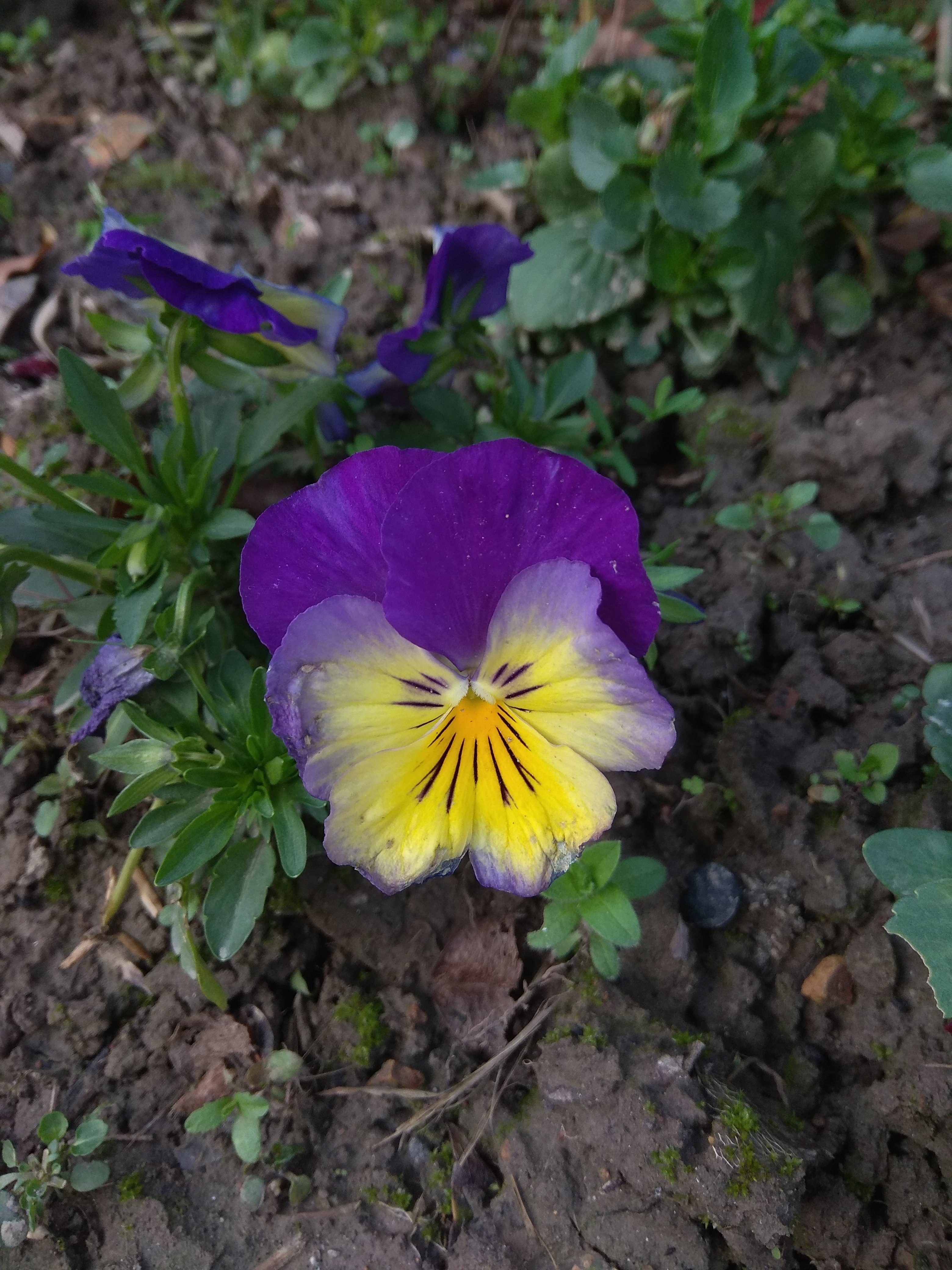 红米手机拍摄技巧大全,红米手机怎么拍出单反的效果