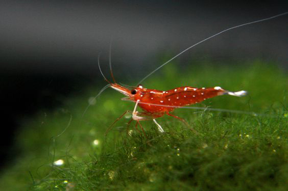 观赏虾和观赏鱼哪个好养一些,观赏鱼养多了好吗