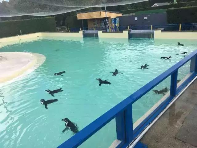 亚洲首个小猪佩奇主题乐园,北京小猪佩奇主题乐园在哪