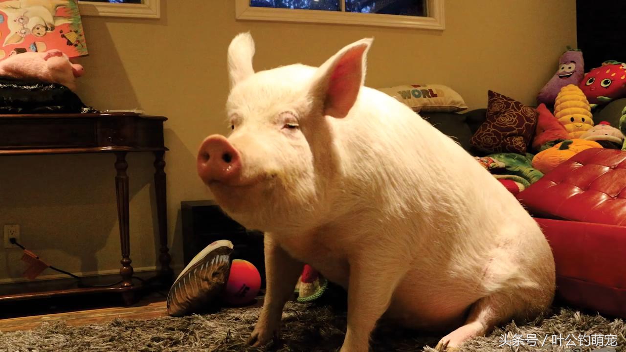 养茶杯猪养成大肥猪,茶杯猪怎么养