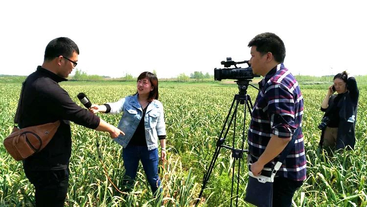 抽了蒜苔卖蒜苗,抽出来的蒜苔好短