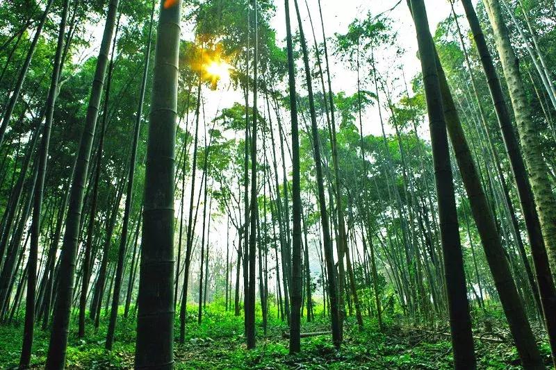 成都周边洗肺好去处,成都周边私藏的8个洗肺胜地