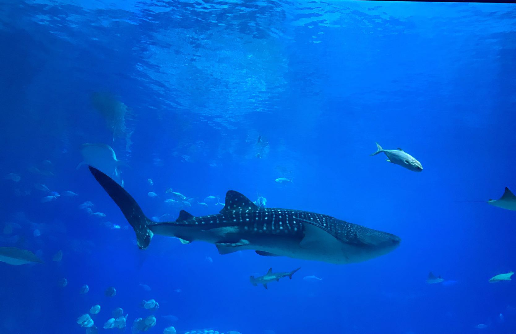 珠海长隆海洋王国攻略简介,珠海长隆海洋王国游玩攻略吃喝