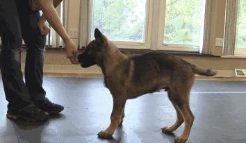 动物灵活训练,训练动物必杀技