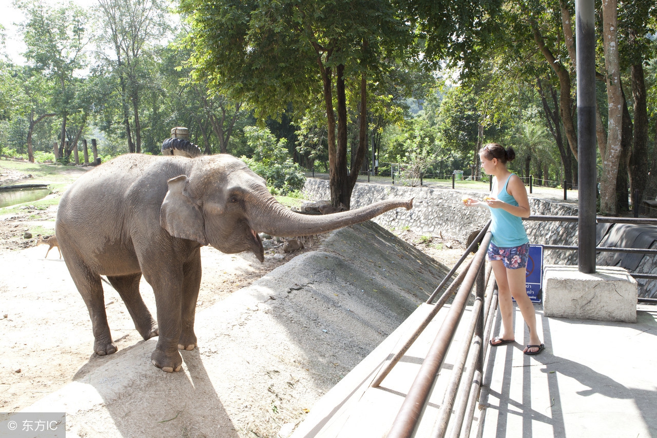 东莞香市动物园和广州动物园,长隆野生动物园和广州动物园区别