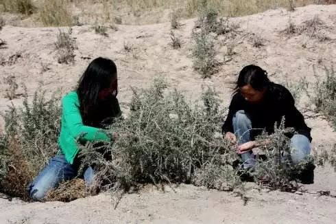 黑枸杞适宜什么样的人吃,黑枸杞都适合啥样人群吃