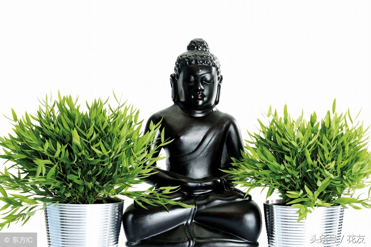 富贵竹常见的病虫害防治方法,富贵竹水培病害