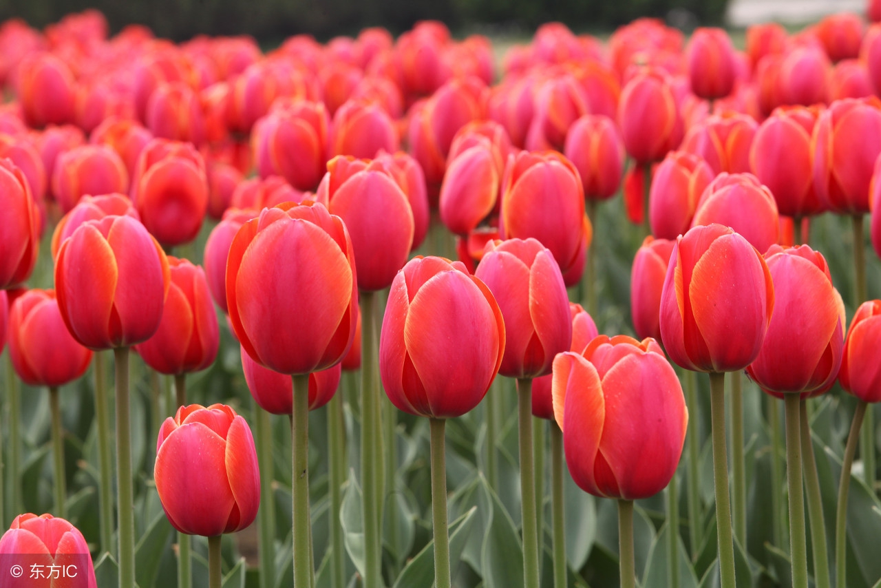 世界帕金森病日来历,世界帕金森日注意事项