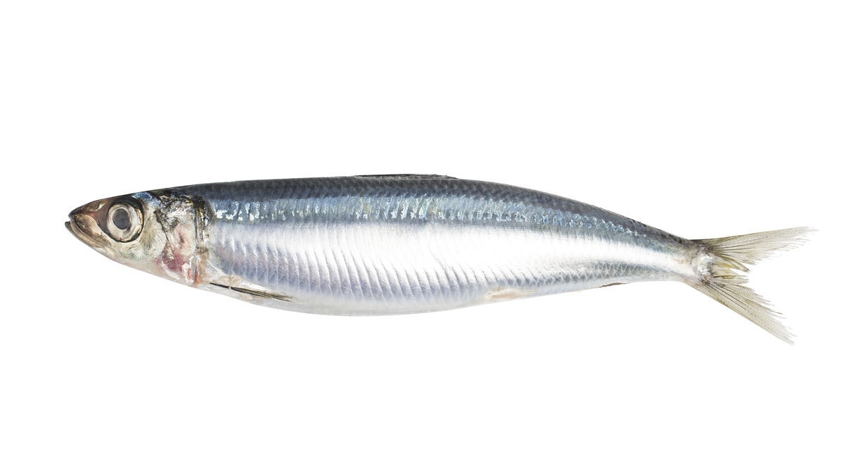 日本料理里经常点的鱼,日本料理最正宗的是什么鱼