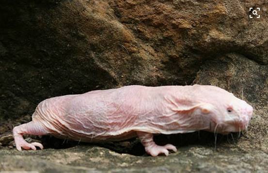 世界四大最丑动物,世界上最丑的鼹鼠