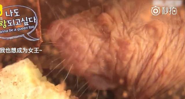 世界四大最丑动物,世界上最丑的鼹鼠