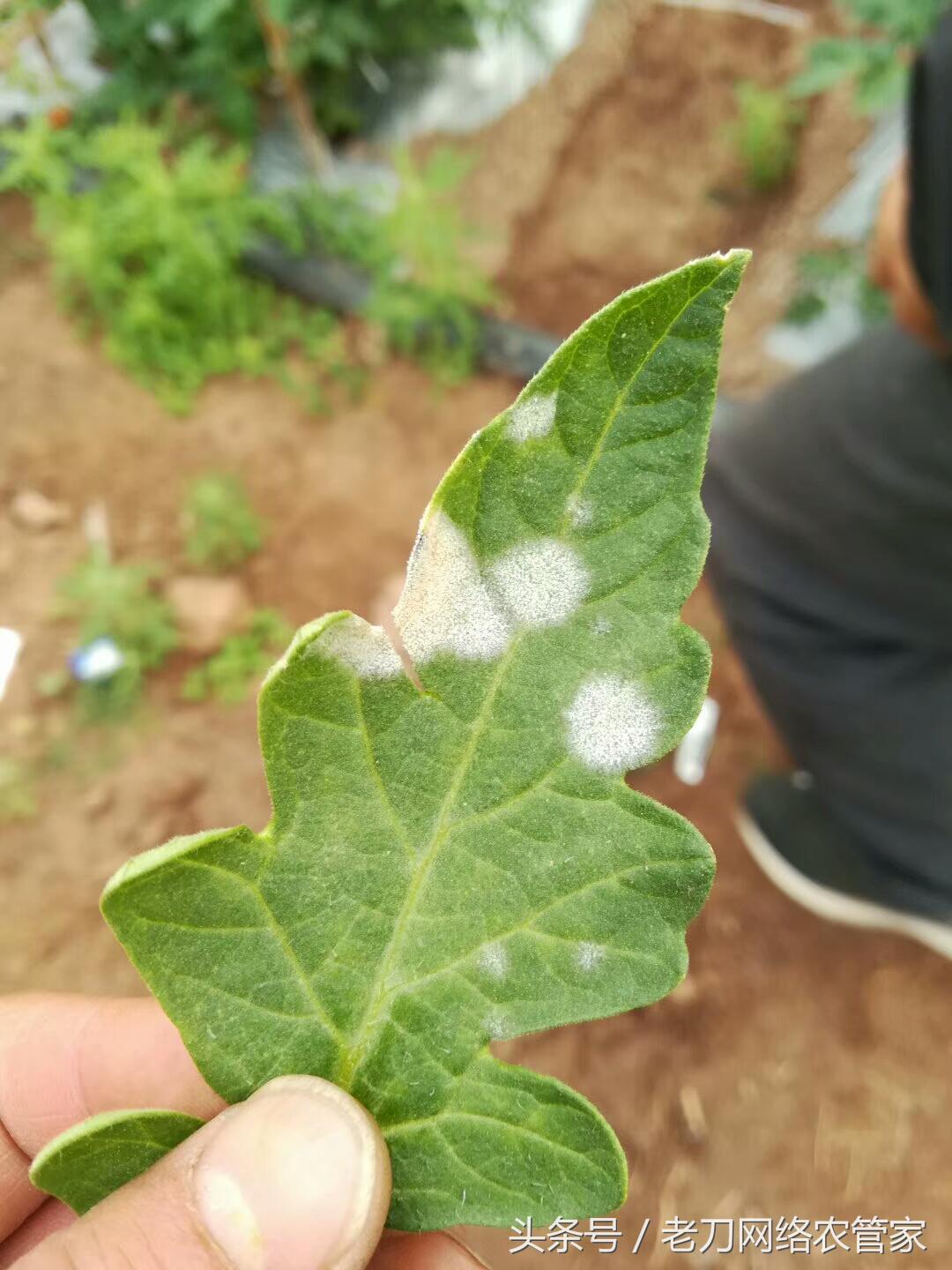 番茄白粉病能吃么,白番茄粉功效与作用