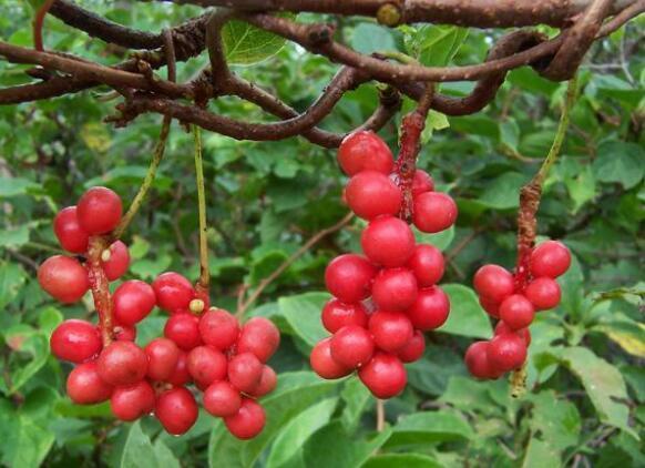 辽五味的成熟时间是什么时候,中药材新发展趋势