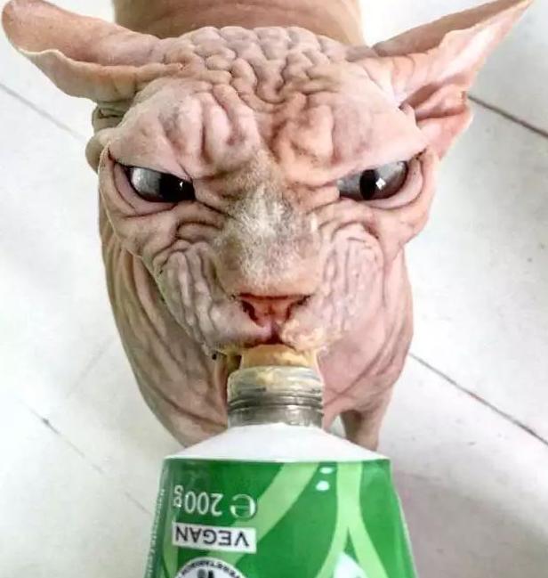 斯芬克斯猫是如何产生的,斯芬克斯猫像外星人