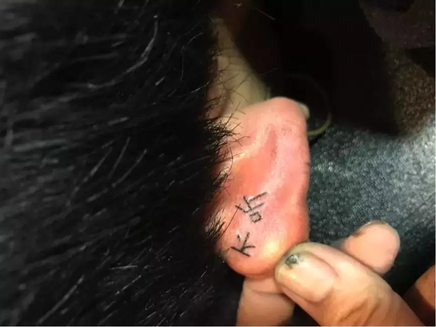 小猪佩奇可爱纹身大全,老传统小猪佩奇纹身