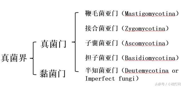 ivd基础知识大全,真菌检测要点