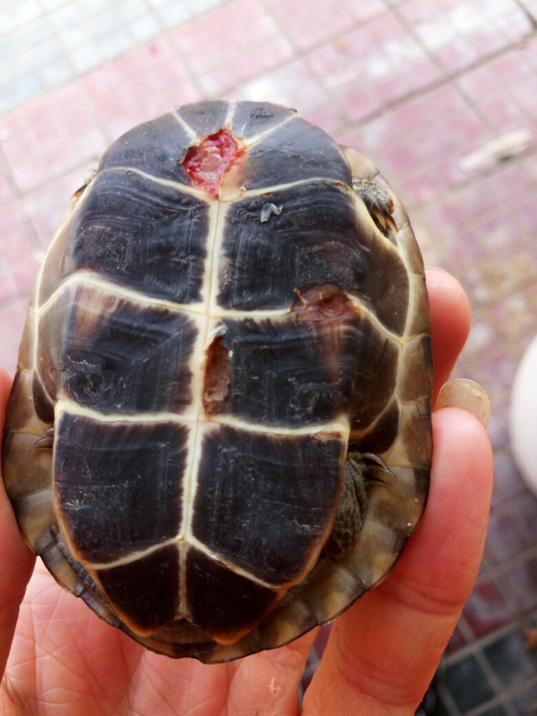 水龟腐甲如何干养,龟腐甲病最有效方法