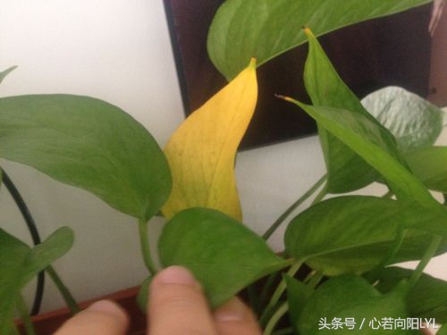 让绿萝起死回生的正确方法,绿萝怎么养才不会死掉