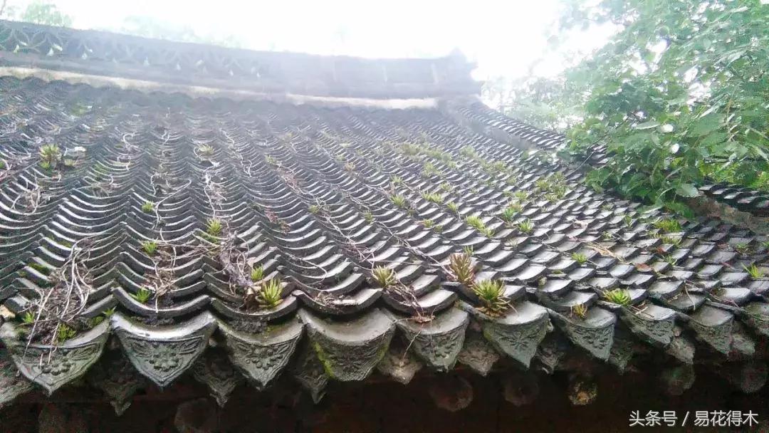 多肉植物养殖土壤配方,不花钱多肉植物养殖方法