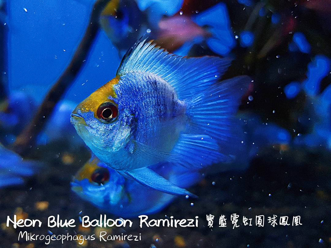 观赏鱼热带鱼品种,热带鱼品种太多认不清