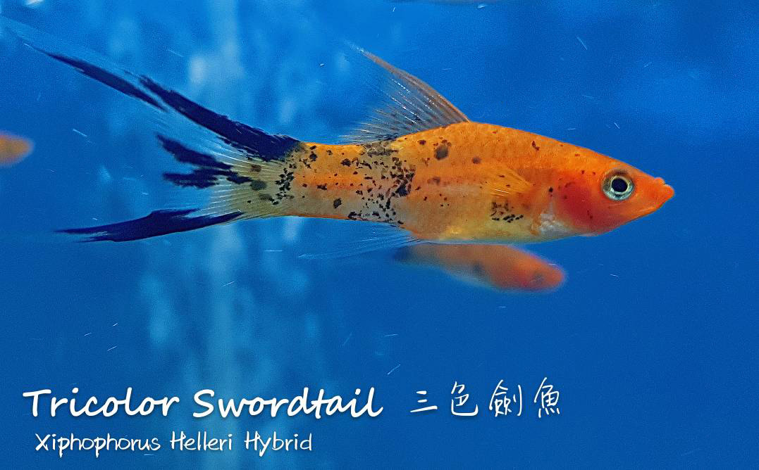 观赏鱼热带鱼品种,热带鱼品种太多认不清