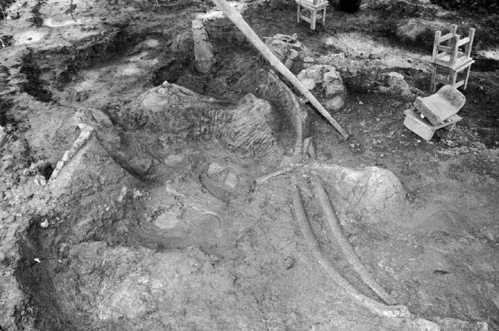 1亿年前的恐龙时代,1亿年前的恐龙