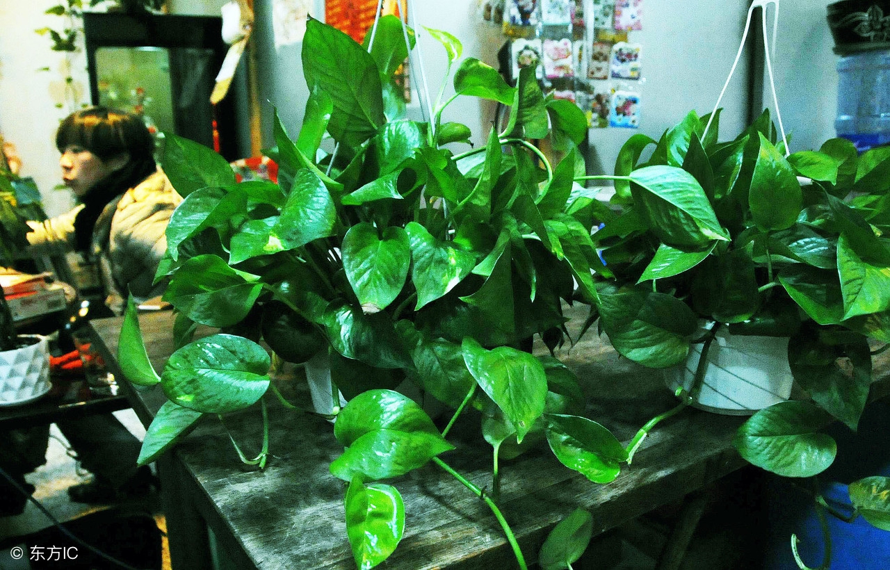 水培绿萝的生长习性图片,绿萝生长习性及存在价值