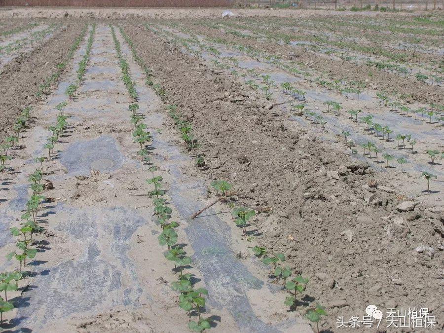棉花烂种的原因和处理方法,棉花苗烂根什么原因