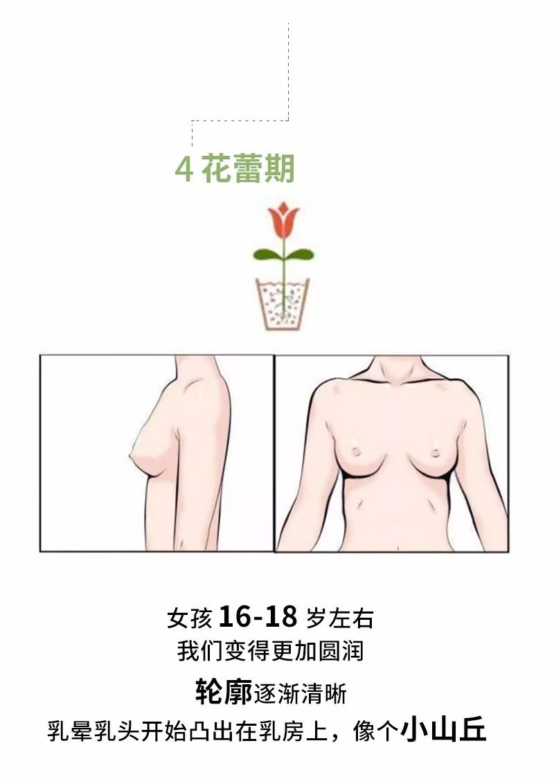 穿什么样的内衣对乳房发育有好处,乳房发育到什么样可以穿内衣
