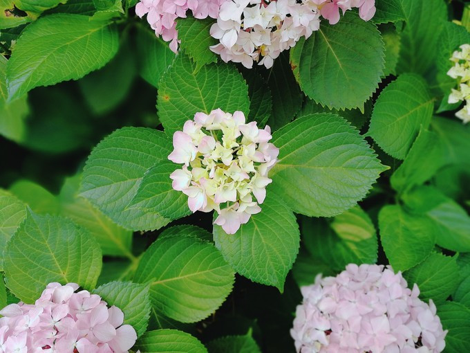 九溪虽小你却没用心体验过，别有一方风味