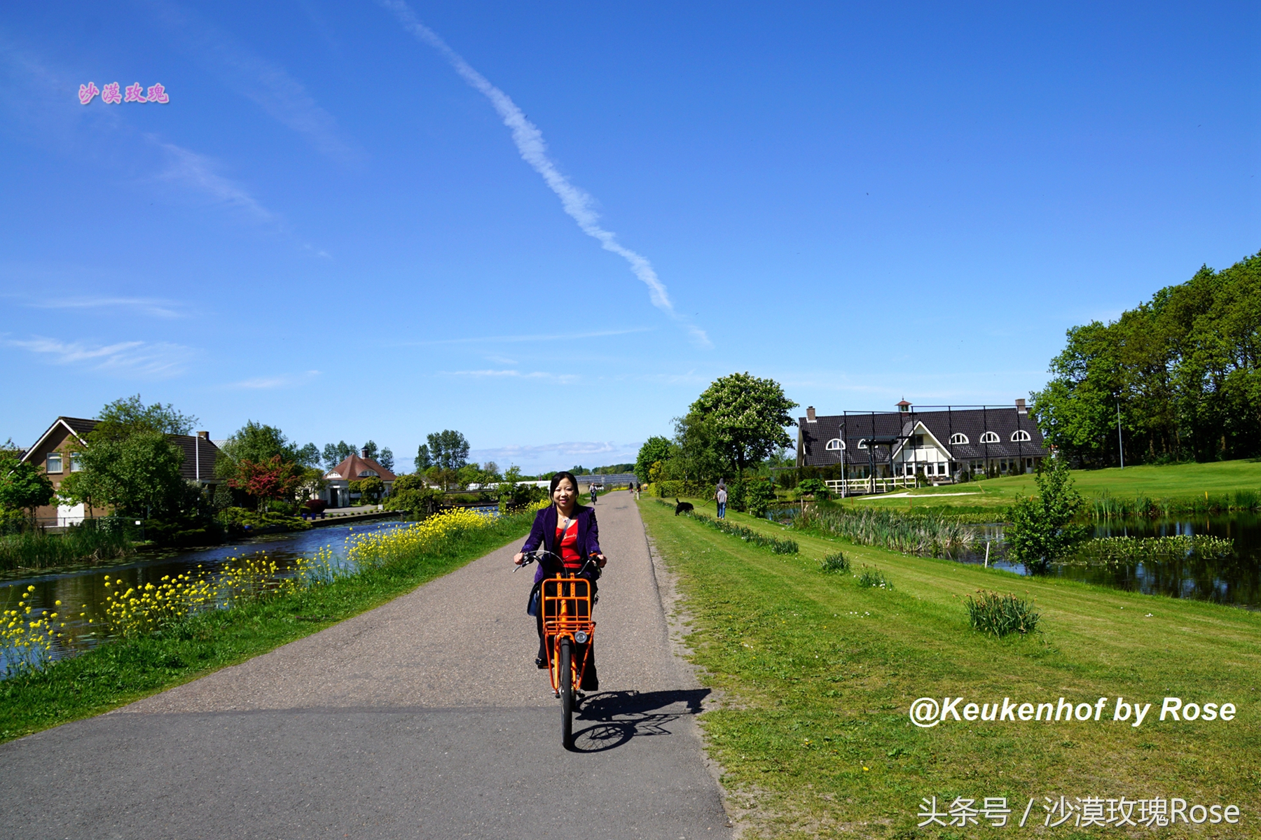 荷兰哪里可以看到郁金香花海,荷兰的郁金香花图