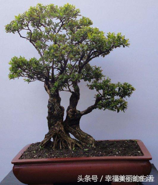 珍珠黄杨烂根怎么办,黄杨烂根枯枝怎么处理