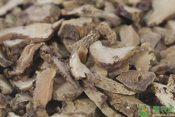 野生草药白芨的功效与作用,民间草药白芨图片及功效