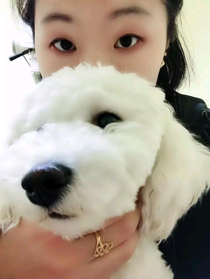 狗狗细小病毒治疗成功率,狗狗细小病毒怎么自己治疗