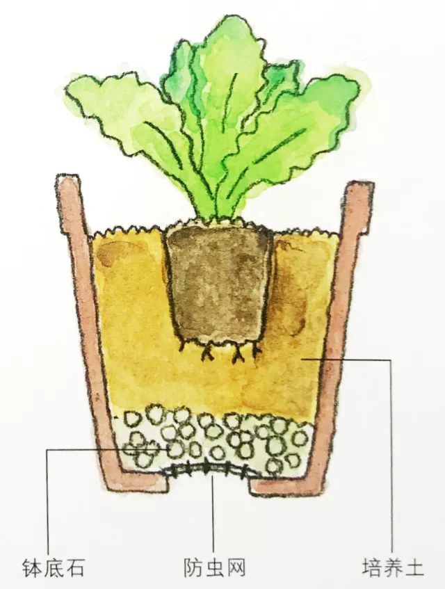 阳台种菜高产栽培技术,8款常见蔬菜阳台种植教程
