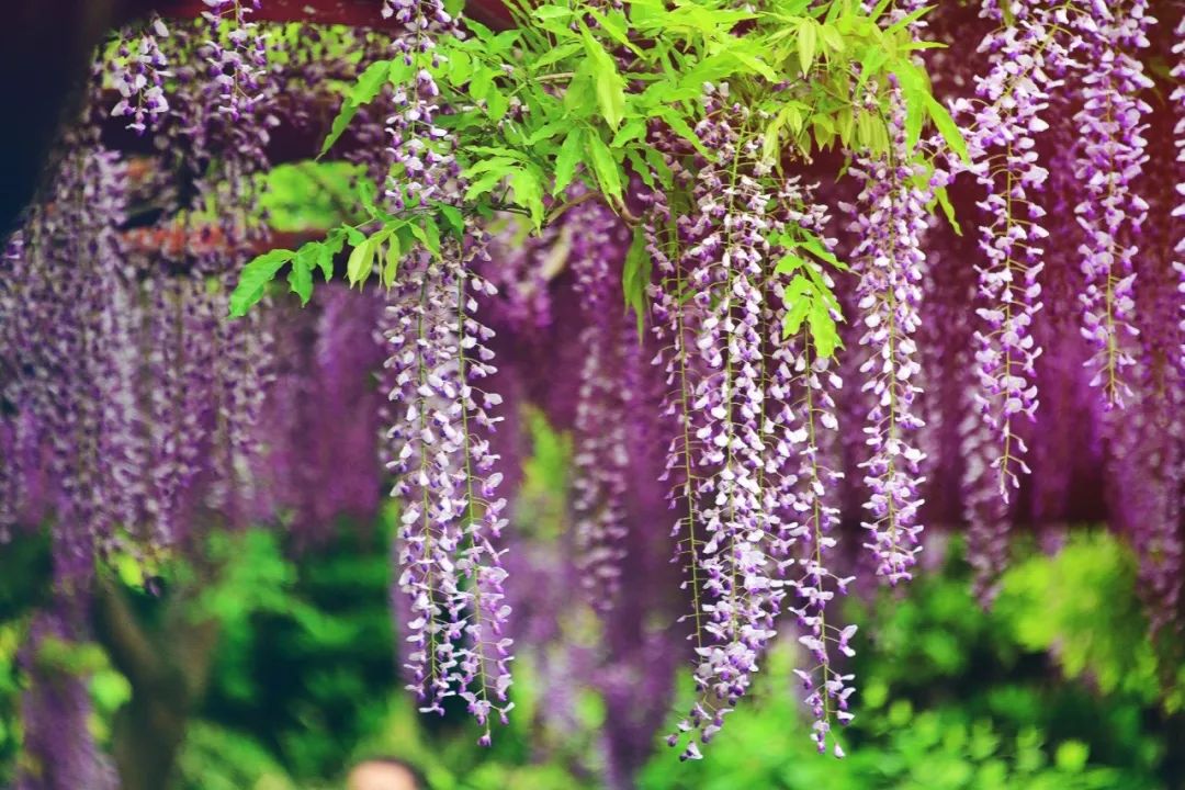 诗情画意赏紫藤（摄影：咖啡人生，整理编辑：知行摄旅行）