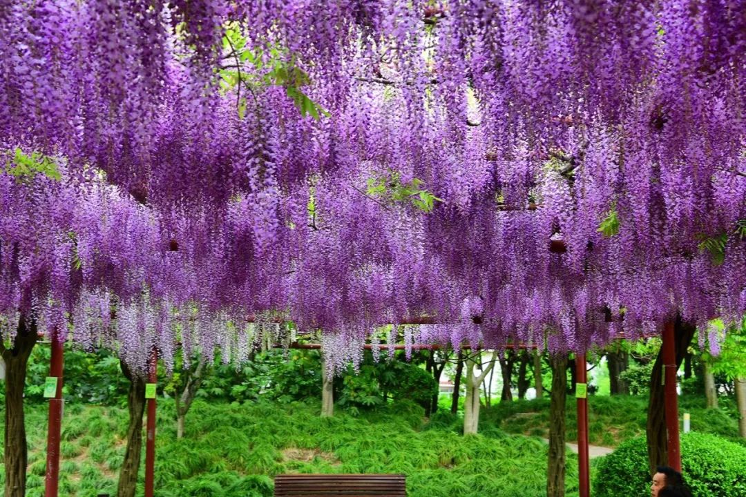 诗情画意赏紫藤（摄影：咖啡人生，整理编辑：知行摄旅行）