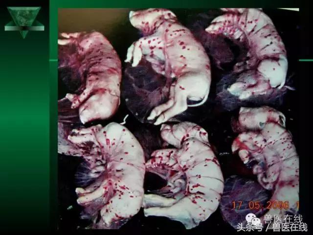 有图有真相——看猪病专家进行蓝耳病的现场诊断和详解！