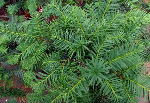 它被称为百果之王,最珍稀的黄金树